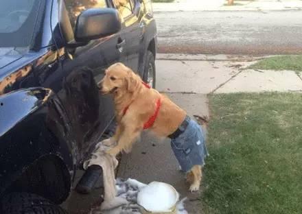 看萌狗最新爆料网站,最新爆料网站带你领略萌宠风采 第2张 看萌狗最新爆料网站,最新爆料网站带你领略萌宠风采 第2张